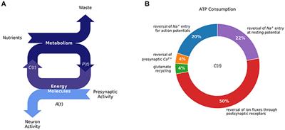 The Energy Homeostasis Principle: Neuronal Energy Regulation Drives Local Network Dynamics Generating Behavior